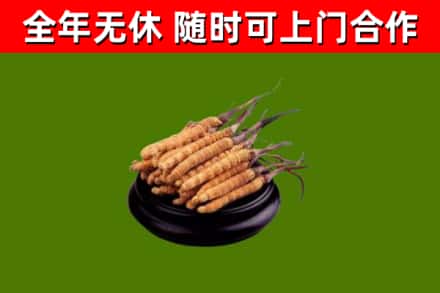 康巴什区回收散虫草