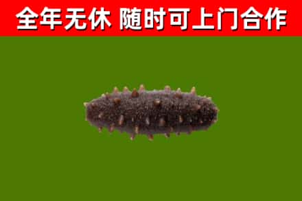 康巴什区回收海参干